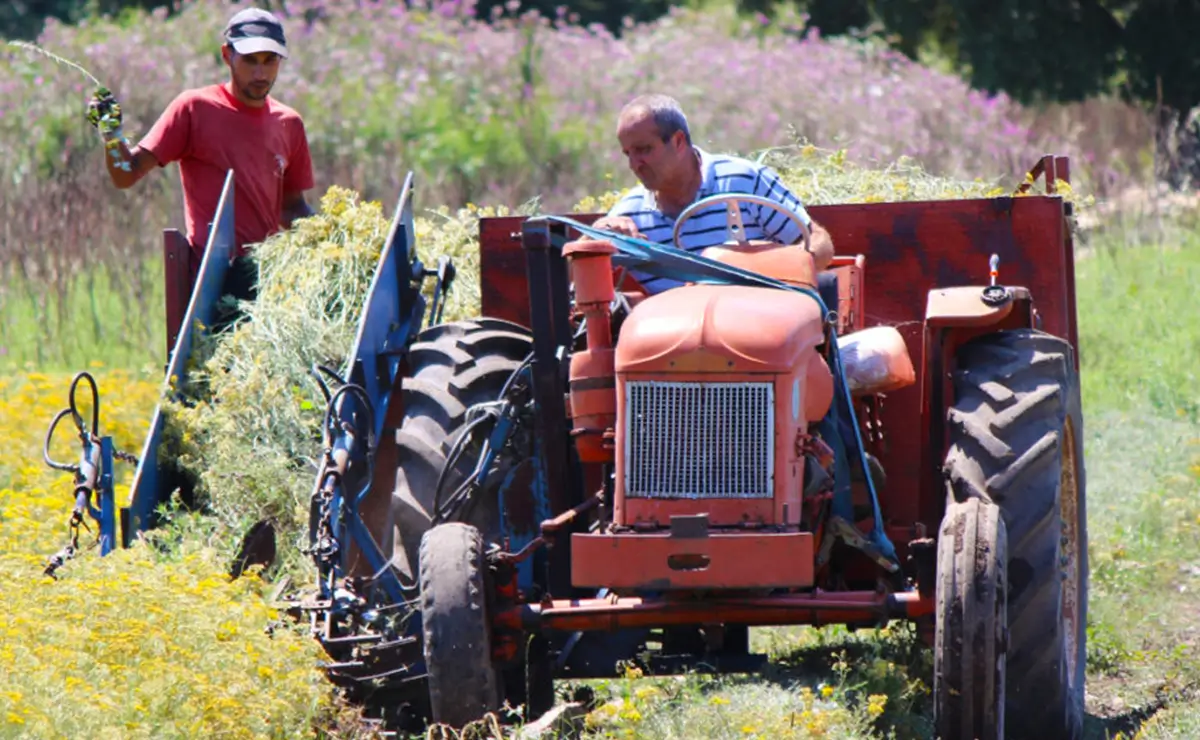 Aufguss Masters - Visit to the Domaine Amuredda Distillery